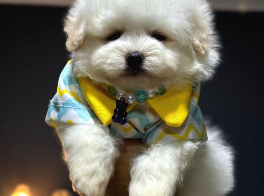A Kalite Kore Maltipoo Yavrular görsel