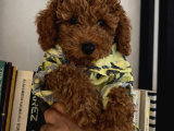 Orijinal Toy Poodle