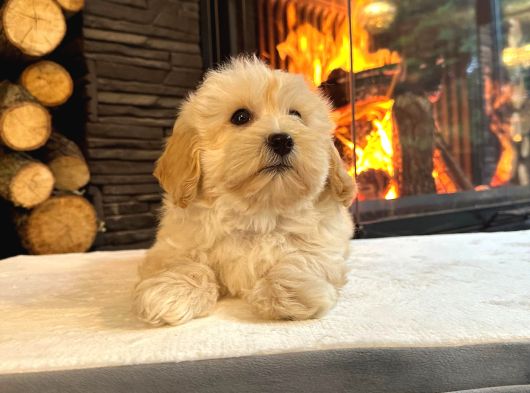 Ruhsatli̇ Çi̇fli̇kten Muhteşem Malti̇poo Yavrulari Si̇zleri̇ Bekli̇ görsel
