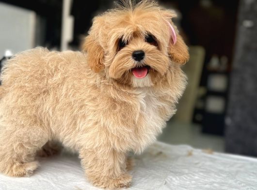 Ruhsatli̇ Çi̇fli̇kten Muhteşem Malti̇poo Yavrulari Si̇zleri̇ Bekli̇ görsel