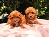 Safkan Ve Irk Garantili Toy Poodle Yavrularımız