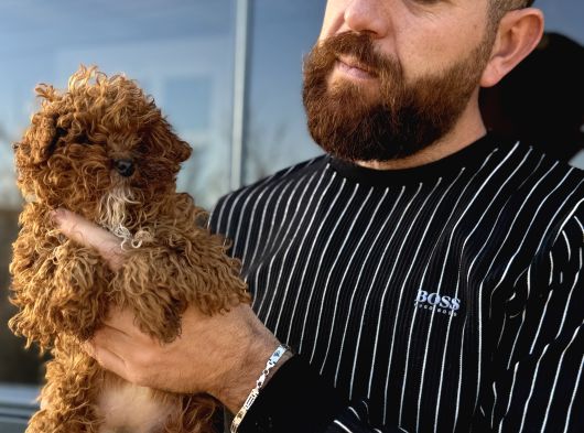 Mikro Tecup Toy Poodle Dişi görsel