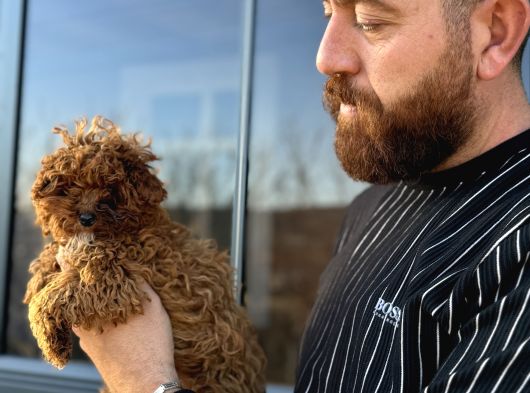 Mikro Tecup Toy Poodle Dişi görsel