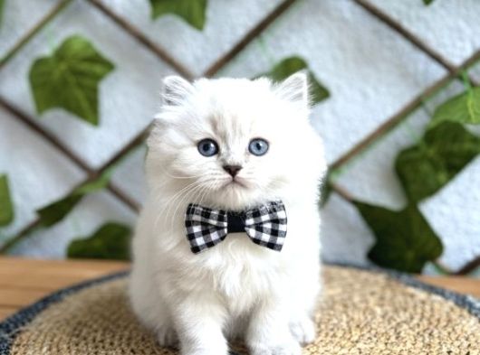 Di̇şi̇ Ve Erkek Bluepoi̇nt Longhai̇r Sevenler Nerede