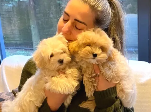 RUHSATLİ ÇİFLİKTEN MUHTEŞEM MALTİPOO YAVRULARI SİZLERİ BEKLİ