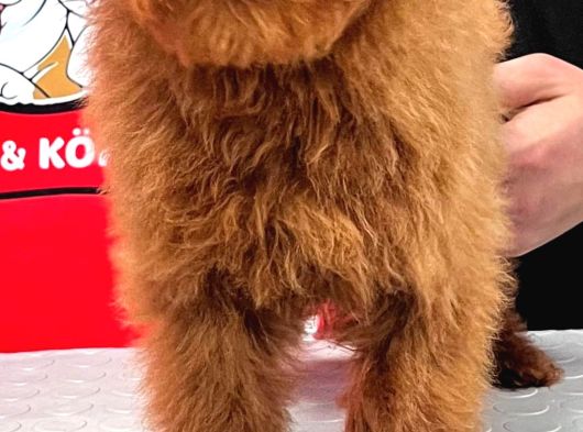 Red-Apricot Poodle Yavrular görsel
