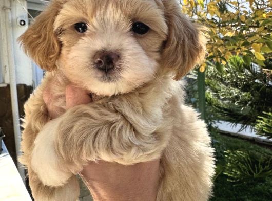 0 Burun Malti̇poo Yavrular