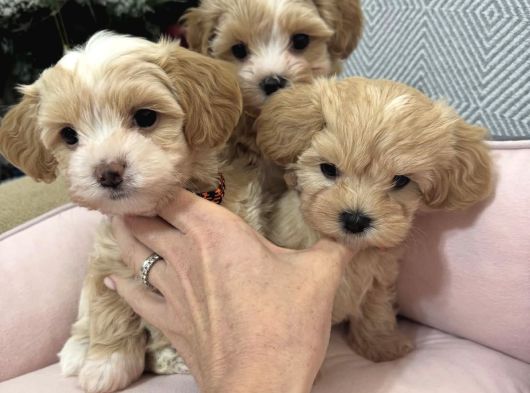 Sevi̇mli̇ Malti̇poo Yavrular