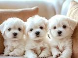 MALTESE TERRİER TEACUP EVİMİN BÜYÜMEYEN YAVRULARI
