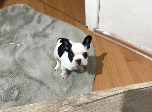 3 Aylık Sağlıklı French Bulldog Yavrusu  Yeni Ailesini Ar5 görsel