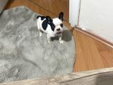 3 Aylık Sağlıklı French Bulldog Yavrusu  Yeni Ailesini Ar5