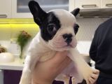 3 Aylık Sağlıklı French Bulldog Yavrusu  Yeni Ailesini Ar5