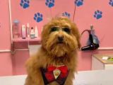 Maltipoo Yavrular