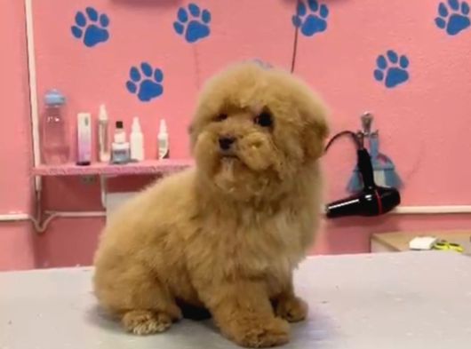 Maltipoo Yavrular görsel
