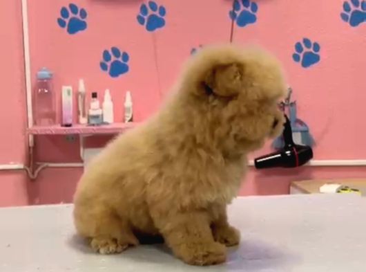 Maltipoo Yavrular görsel