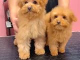 Red-Apricot Poodle Yavrular