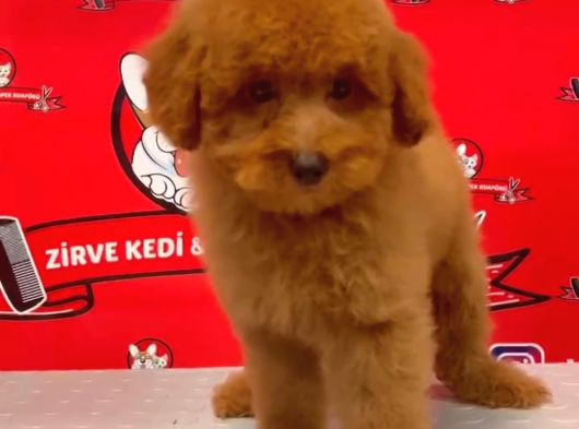 Red-Apricot Poodle Yavrular görsel