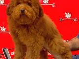 Red-Apricot Poodle Yavrular
