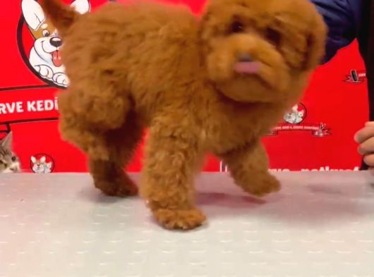 Red-Apricot Poodle Yavrular görsel
