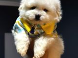 A Kalite Kore Maltipoo Yavrular