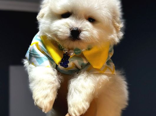 A Kalite Kore Maltipoo Yavrular görsel