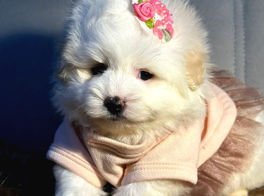A Kalite Kore Maltipoo Yavrular