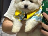 A Kalite Kore Maltipoo Yavrular