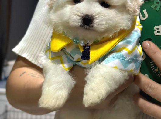 A Kalite Kore Maltipoo Yavrular görsel