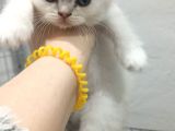 Bluepoi̇nt Show Güzelli̇kler