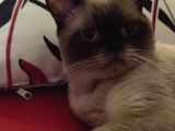 Çok Uysal Ve Insan Canlısı British Shorthair
