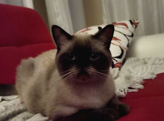 Çok Uysal Ve Insan Canlısı British Shorthair görsel