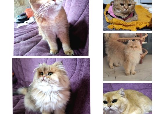 Secereli̇ Yeti̇şki̇n İti̇sh Shorthai̇r Ve Longhai̇r Golden Kedi̇ler