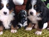 SAHİBİN DEN BERNESE MOUNTAİN YAVRULAR