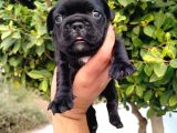 Siyah Beyaz Maskeli French Bulldog Yavruları