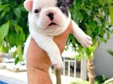 Siyah beyaz maskeli french bulldog yavruları