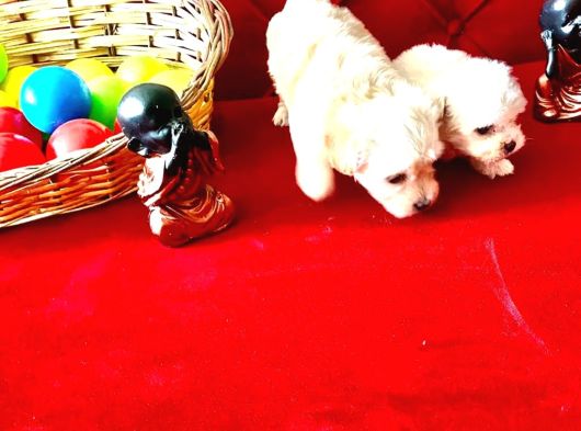 Ev Doğumu Maltese Bebekler görsel