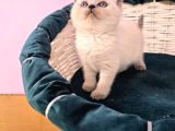 British Shorthair Blue Point Yavrular