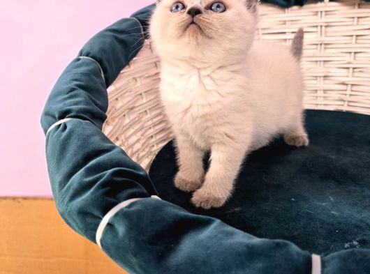 British Shorthair Blue Point Yavrular görsel