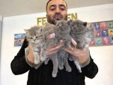 Kedi̇ci̇den Renk Renk British Shorthair Yavrular Ankara