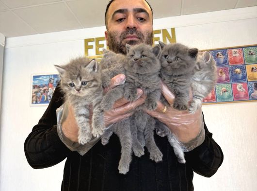 Kedi̇ci̇den Renk Renk British Shorthair Yavrular Ankara görsel