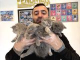 Kedi̇ci̇den Renk Renk British Shorthair Yavrular Ankara