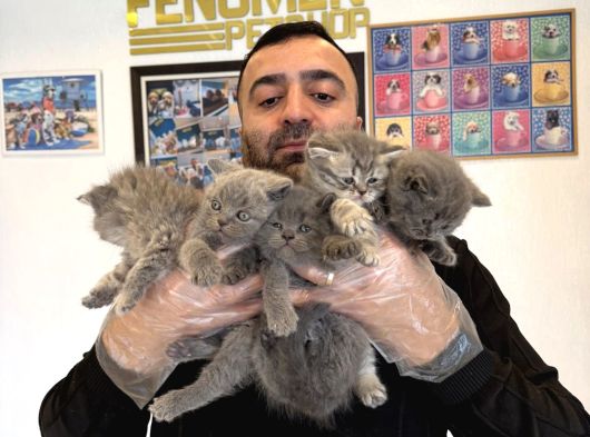 Kedi̇ci̇den Renk Renk British Shorthair Yavrular Ankara görsel