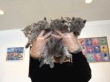 Kedi̇ci̇den Renk Renk British Shorthair Yavrular Ankara