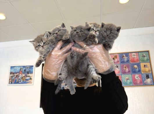Kedi̇ci̇den Renk Renk British Shorthair Yavrular Ankara görsel
