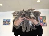 Kedi̇ci̇den Renk Renk British Shorthair Yavrular Ankara