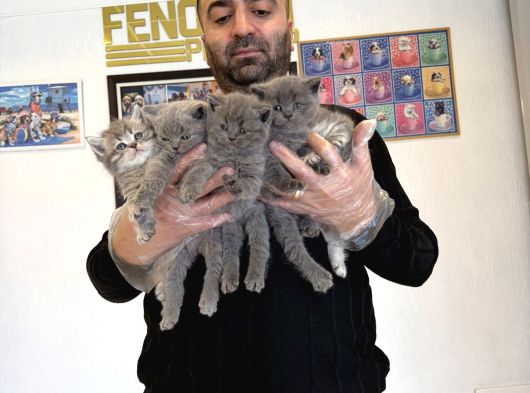 Kedi̇ci̇den Renk Renk British Shorthair Yavrular Ankara