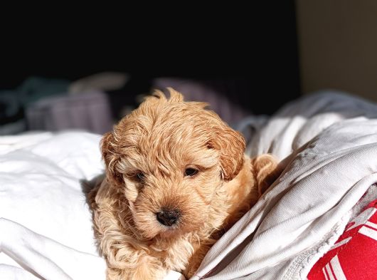 Mini Boy Oyuncak Surat Maltipoo Yavrum görsel