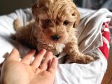 Mini Boy Oyuncak Surat Maltipoo Yavrum