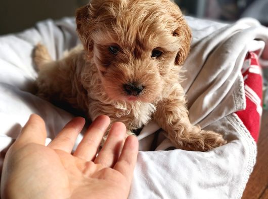 Mini Boy Oyuncak Surat Maltipoo Yavrum görsel