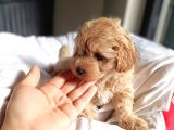 Mini Boy Oyuncak Surat Maltipoo Yavrum